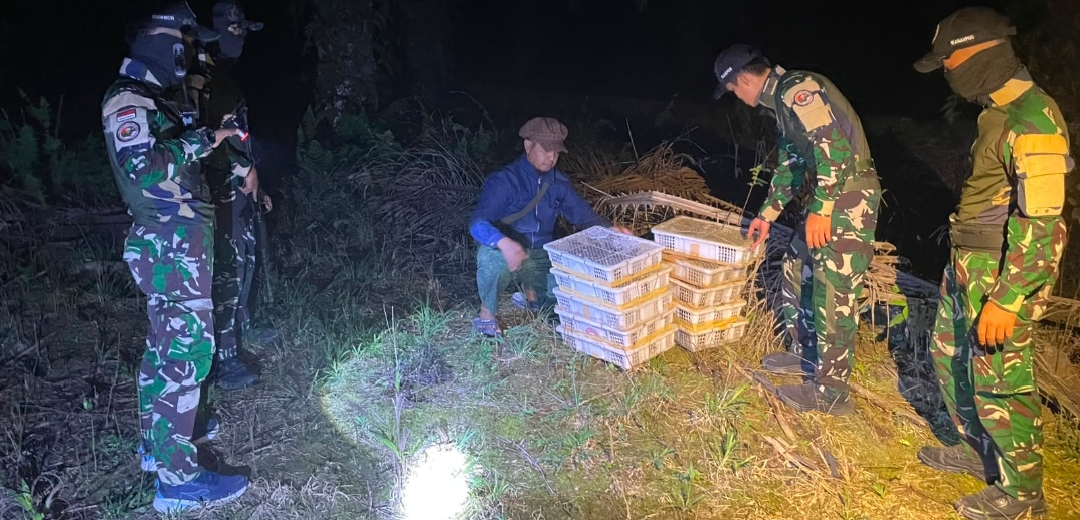 Satgas Pamtas RI-Malaysia Yonarmed 19/Bogani Gagalkan Dugaan Penyelundupan 200 Ekor Burung Kacer di Perbatasan