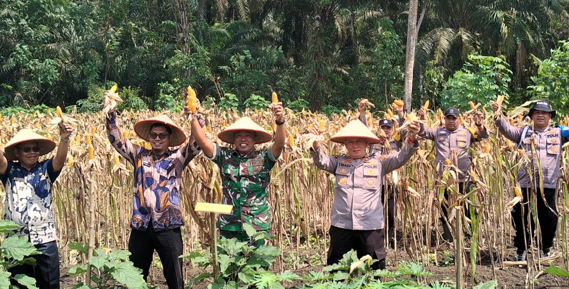 Panen Raya Jagung Serentak Kuartal II, Polsek Bangko Pusako Dukung Ketahanan Pangan dan Program Asta Cita Presiden RI