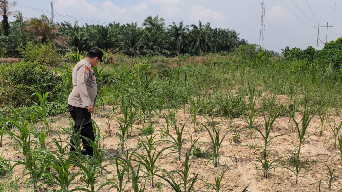 *Bhabinkamtibmas Kel. Sei rangau Cek Ketahanan pangan jagung pipil*