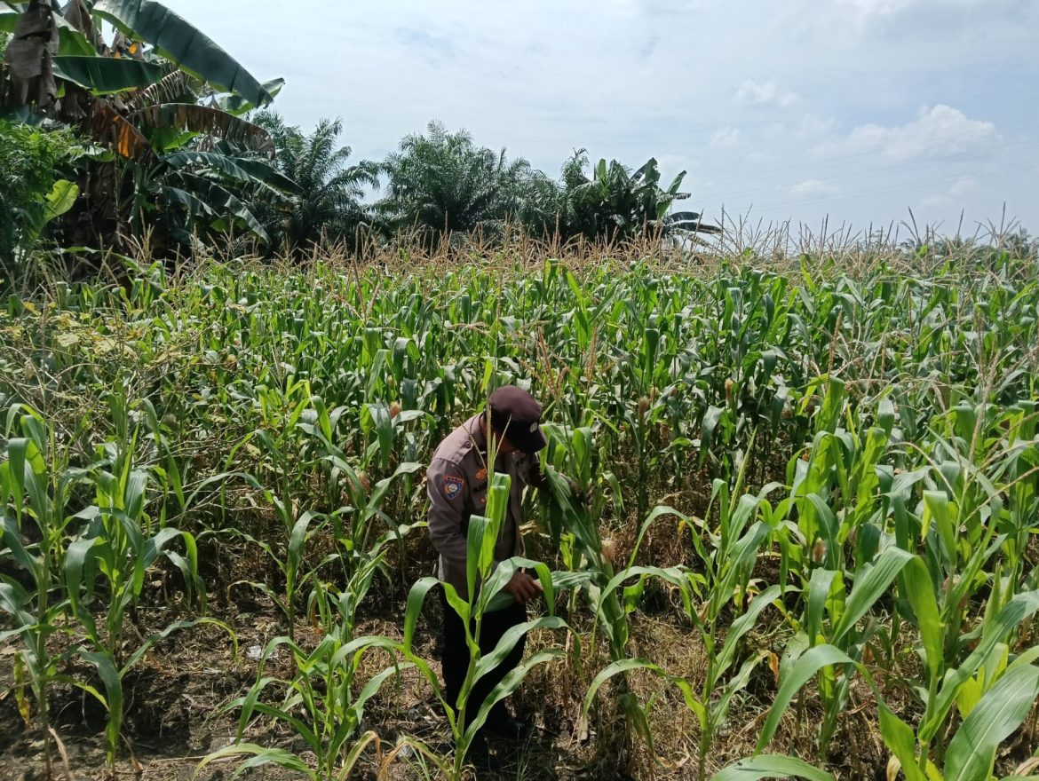 *Bhabinkamtibmas Kel. Sungai rangau Cek Ketahanan pangan jagung pipil*
