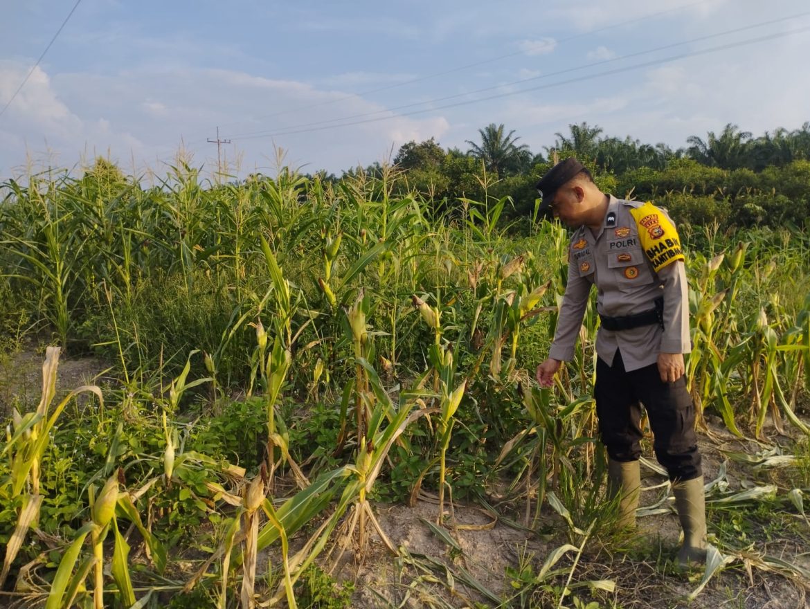 *Bhabinkamtibmas Kel. Rantau Kopar memantau perkembangan Ketapang jagung pipil*