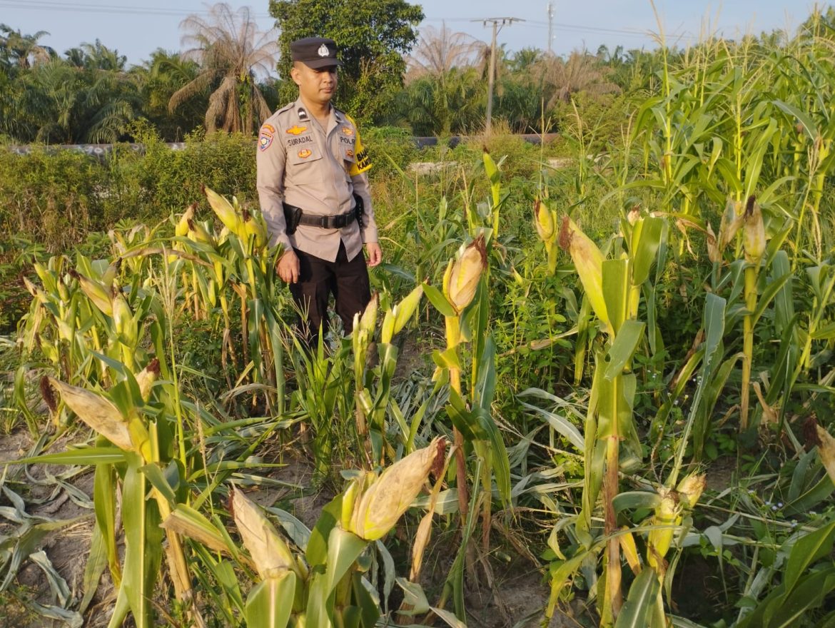 *Bhabinkamtibmas Kel. Rantau Kopar memantau perkembangan Ketapang jagung pipil*