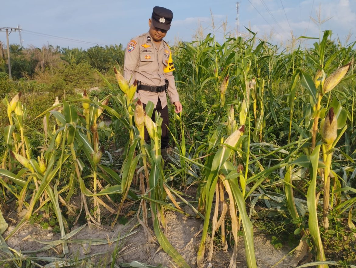 *Bhabinkamtibmas Kel. Rantau Kopar memantau perkembangan Ketapang jagung pipil*