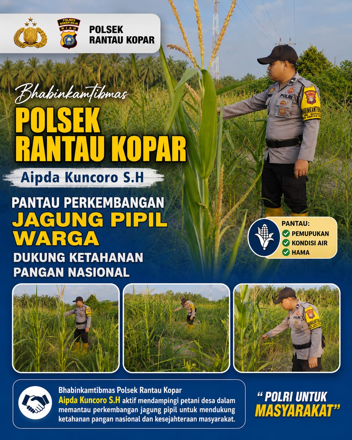 *Bhabinkamtibmas Polsek Rantau Kopar Aipda Kuncoro, S.H Aktif Pantau Pertumbuhan Jagung Pipil, Dukung Ketahanan Pangan Nasional*