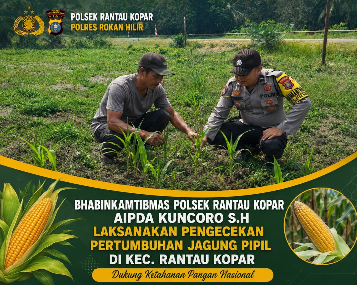 *Dukung Ketahanan Pangan Nasional, Bhabinkamtibmas Polsek Rantau Kopar Aipda Kuncoro, S.H. Cek Tanaman Jagung Pipil di Kec. Rantau Kopar*