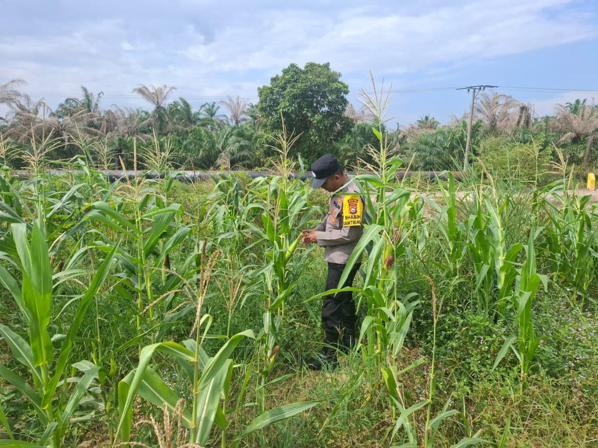 *Bhabinkamtibmas Polsek Rantau Kopar Aipda Surian. S.H Cek Perkembangan Jagung Pipil Milik Warga Secara Berkala*