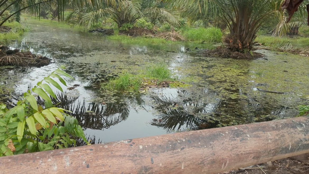 Diduga Akibat Pembuatan Parit Oleh PHR, Lahan Warga di Well Sintong 32, Terdampak Banjir