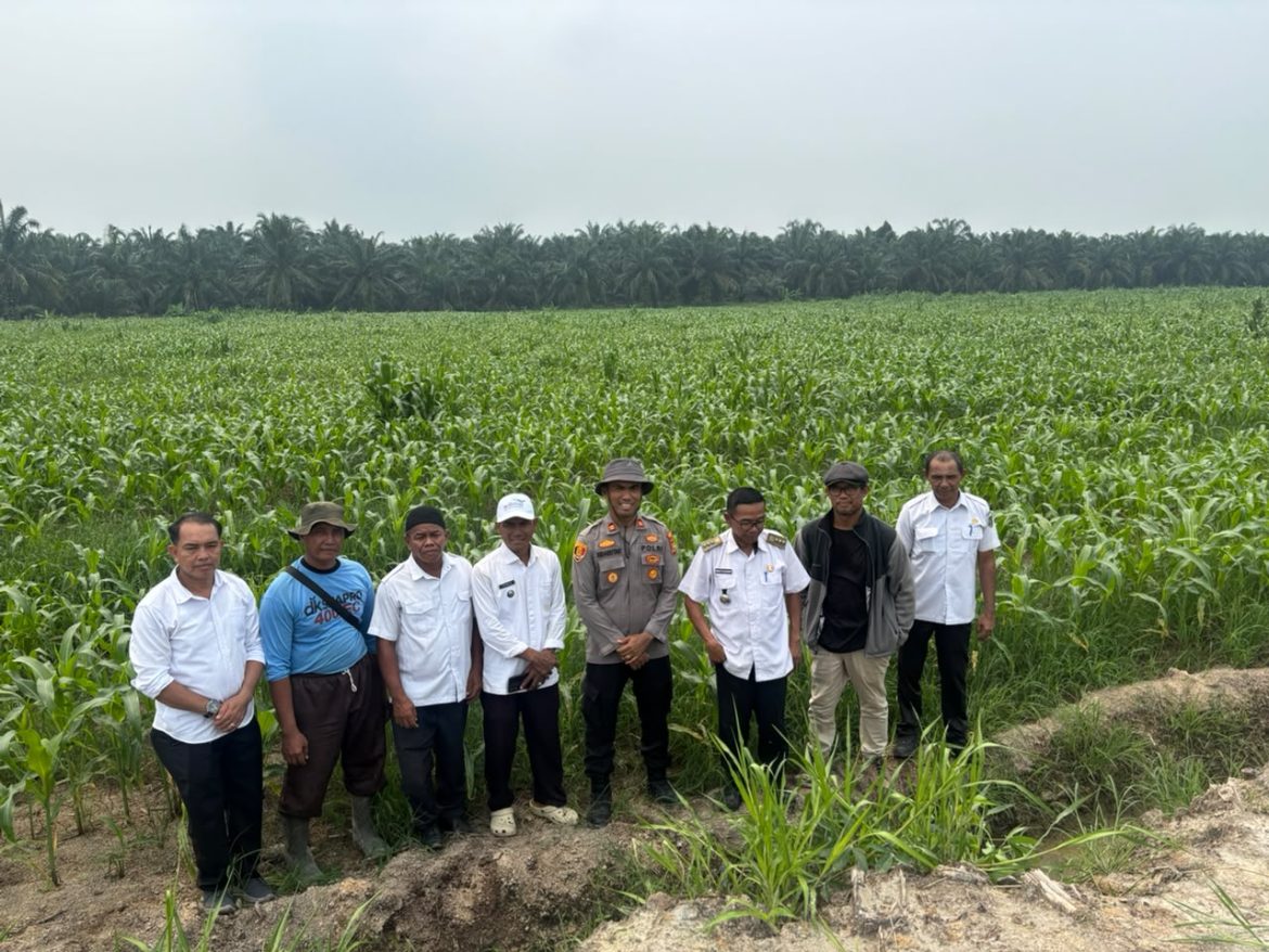 Polsek TPTM Pantau Perkembangan Tanaman Jagung 25 Hektar, Dukung Ketahanan Pangan Asta Cita Presiden  
